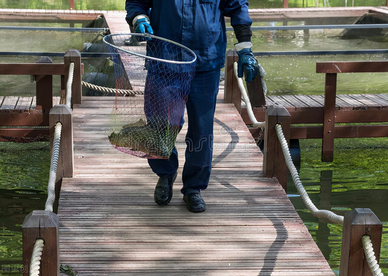 黄颡鱼涨1元，草鱼止跌，生鱼、鳜鱼一天一涨！鱼价要“起飞”？