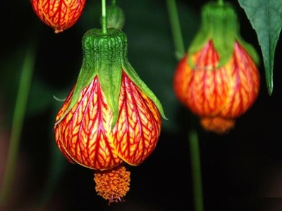 灯笼花怎么养（灯笼花的正确养殖技巧分享）