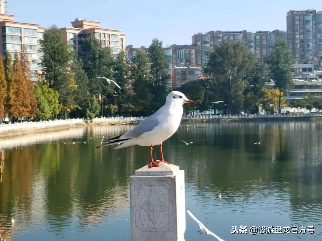 资讯｜昆明绝佳十大文艺拍照圣地，全部去过的请举手！