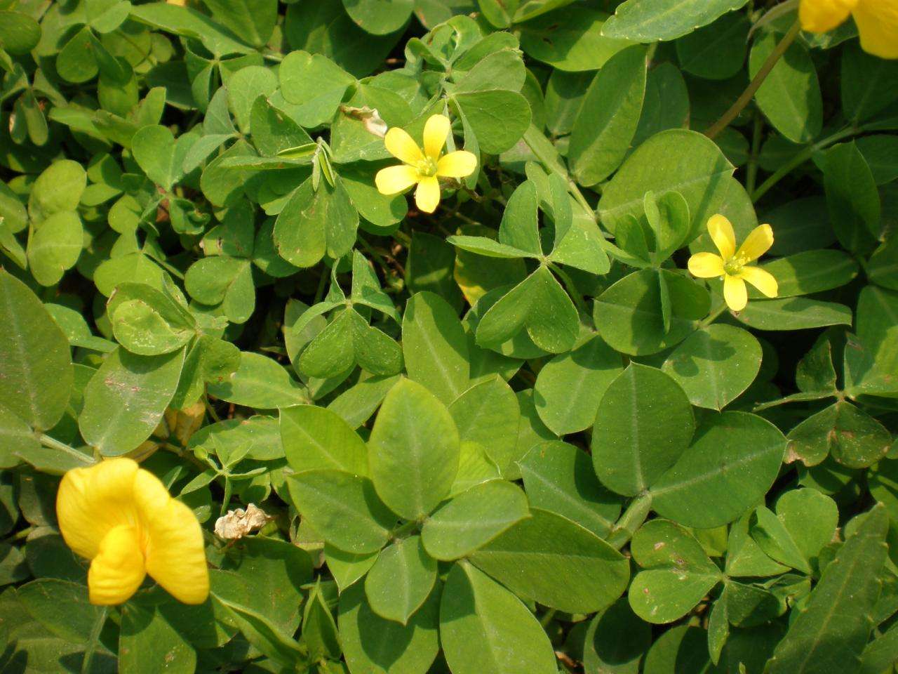 花生种植技术,花生种植技术与管理方法