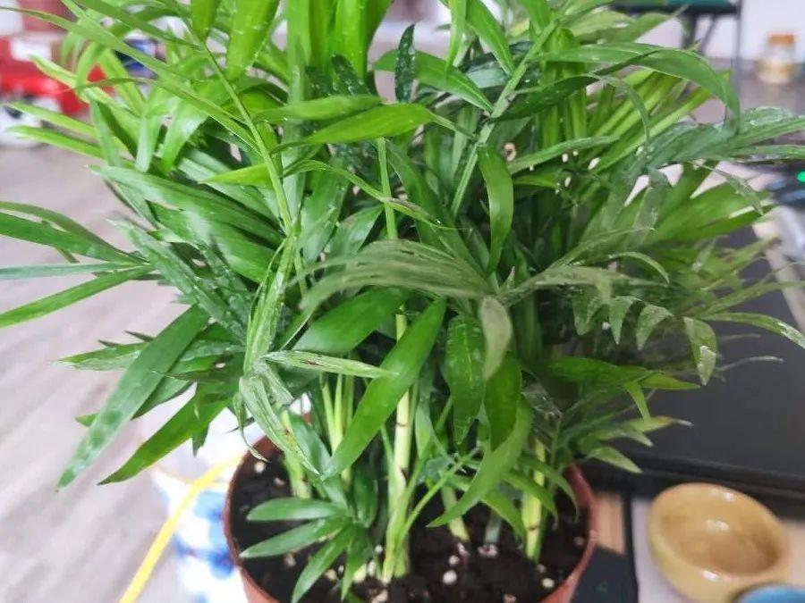 铃兰花的种植时间和开花时间（铃兰花的种植方法）-第18张图片-科灵网