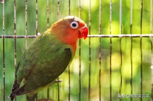 经典文言文赏析｜笼中鹦鹉