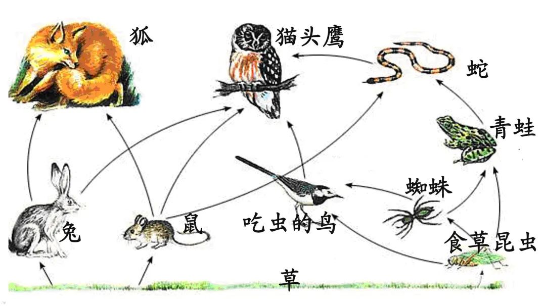 兔子冬眠吗?为什么?(熊冬眠吗冬天冬眠吗)-图7
