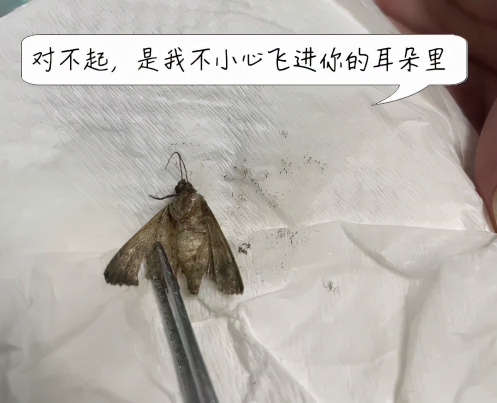 蟑螂爬进耳朵，小伙半夜从剧痛中醒来：“我以为南方的蟑螂体格健壮爬不进耳道呢”