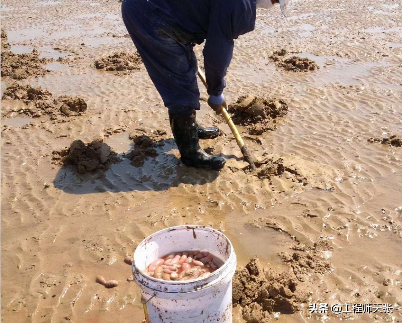 海肠在海里的图片图片