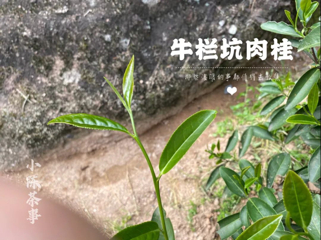 我打算在牛栏坑口开个食杂店，不卖牛栏坑肉桂，卖水、租充电器