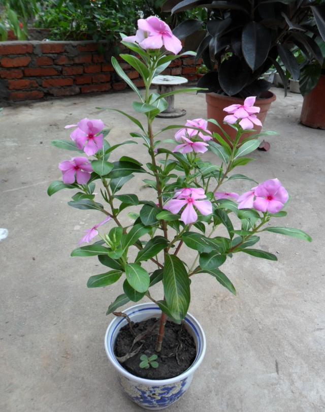 柳叶桃的养殖方法 -骁龙网