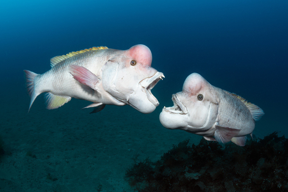 10000米恐怖深海鱼图片,这是海底比鱼更恐怖的竟然还有这些-员工福利