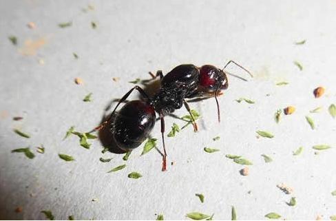 亚马逊雨林被称为人类的禁区，为什么不敢去，里面究竟有多恐怖？