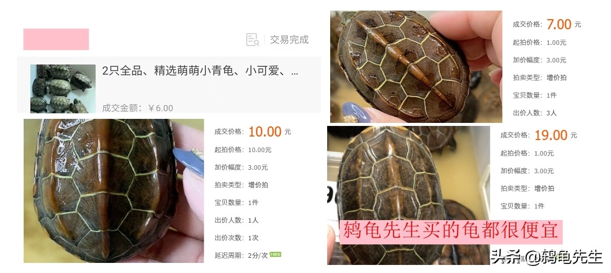 3元就买到一只黄喉小青龟？双十一网上低价捡漏买乌龟的方法技巧