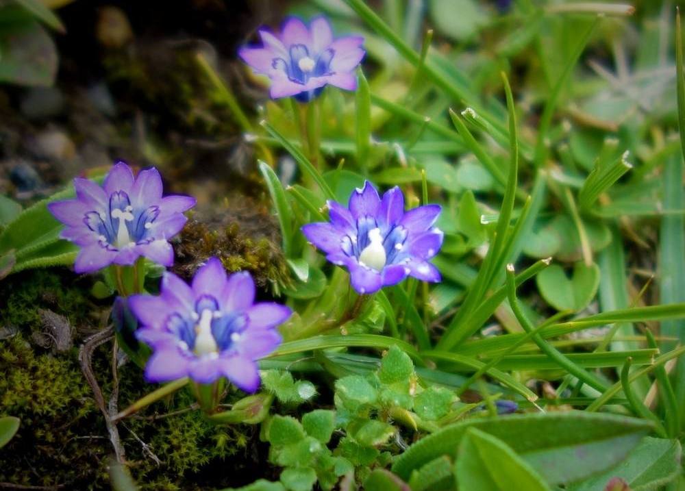 野生龙胆草图片(农村一宝贵中药材) - 赤虎壹号