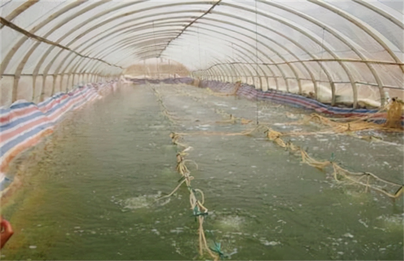 大棚养殖黄鳝技术要点（养殖黄鳝具体的操作过程和方法）