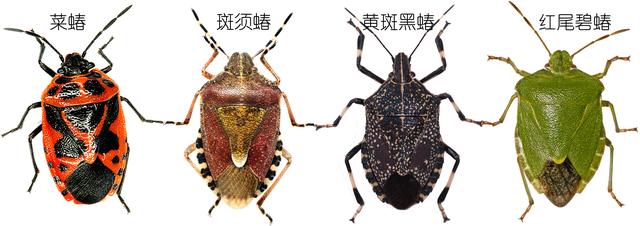 同样是蝽,为什么你却是吃蝽的蝽