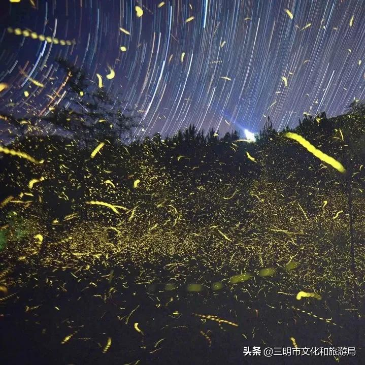 宝，有你和萤火虫的夜晚，才是最浪漫的仲夏