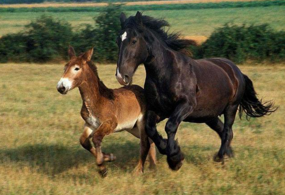 马和驴的名人名言短句