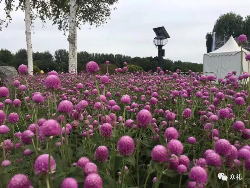 假期亲子礼品之旅游套票—北京国际鲜花港+大美儿童世界