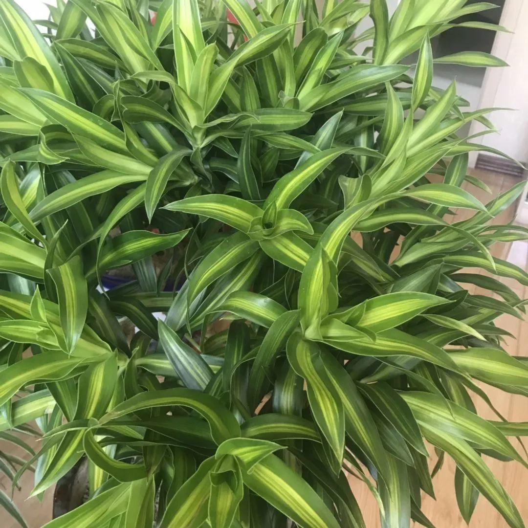 观音竹图片及养殖方法(家里养花就选它,高品位,有档次,养1盆吉祥