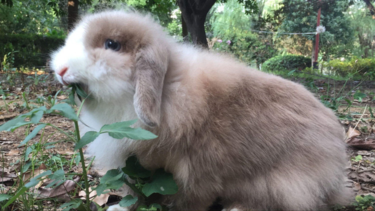 垂耳兔的飼養方法,垂耳兔的飼養方式
