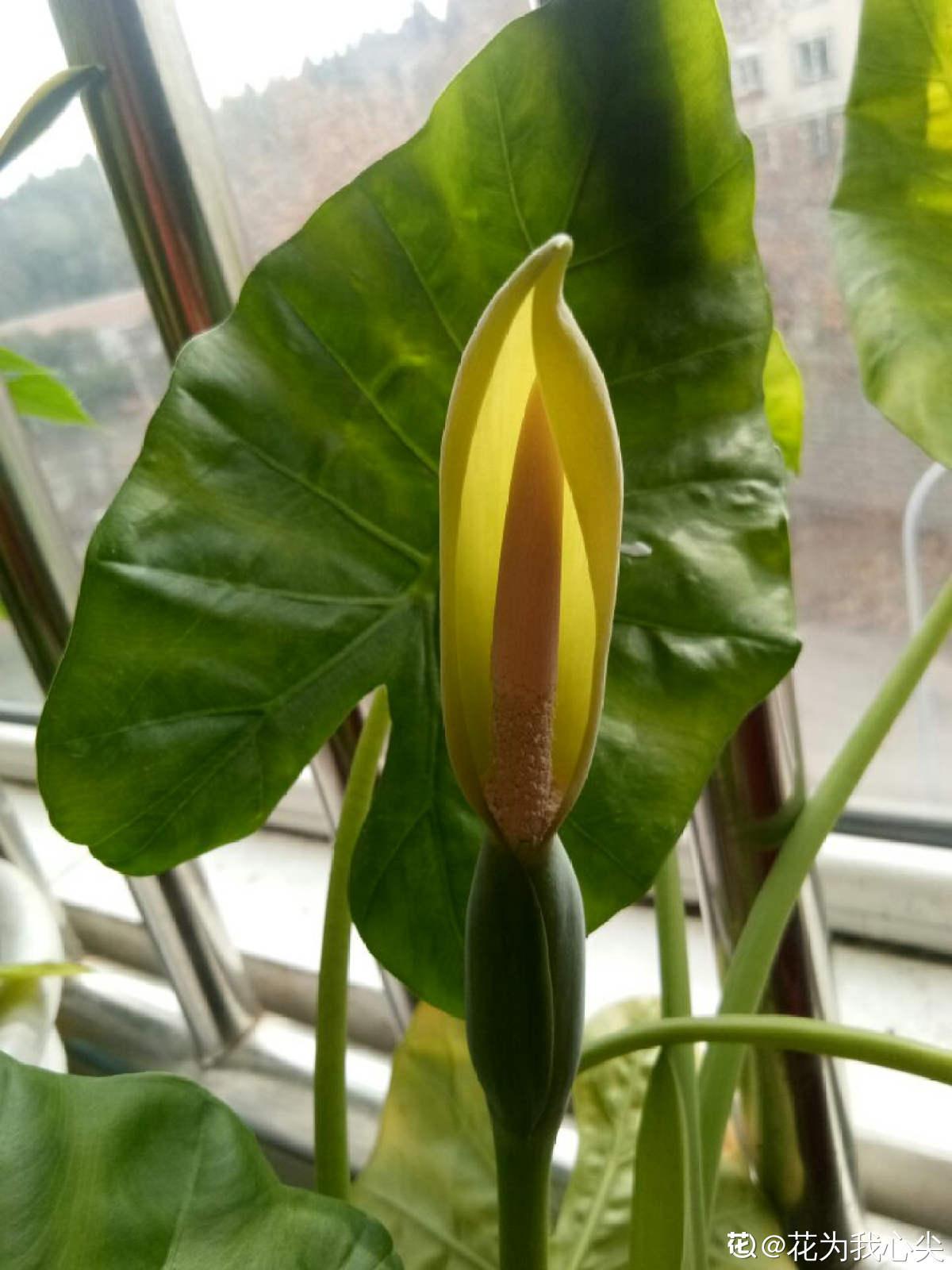 4种有毒花常在身边,还是得小心点,中毒就麻烦了