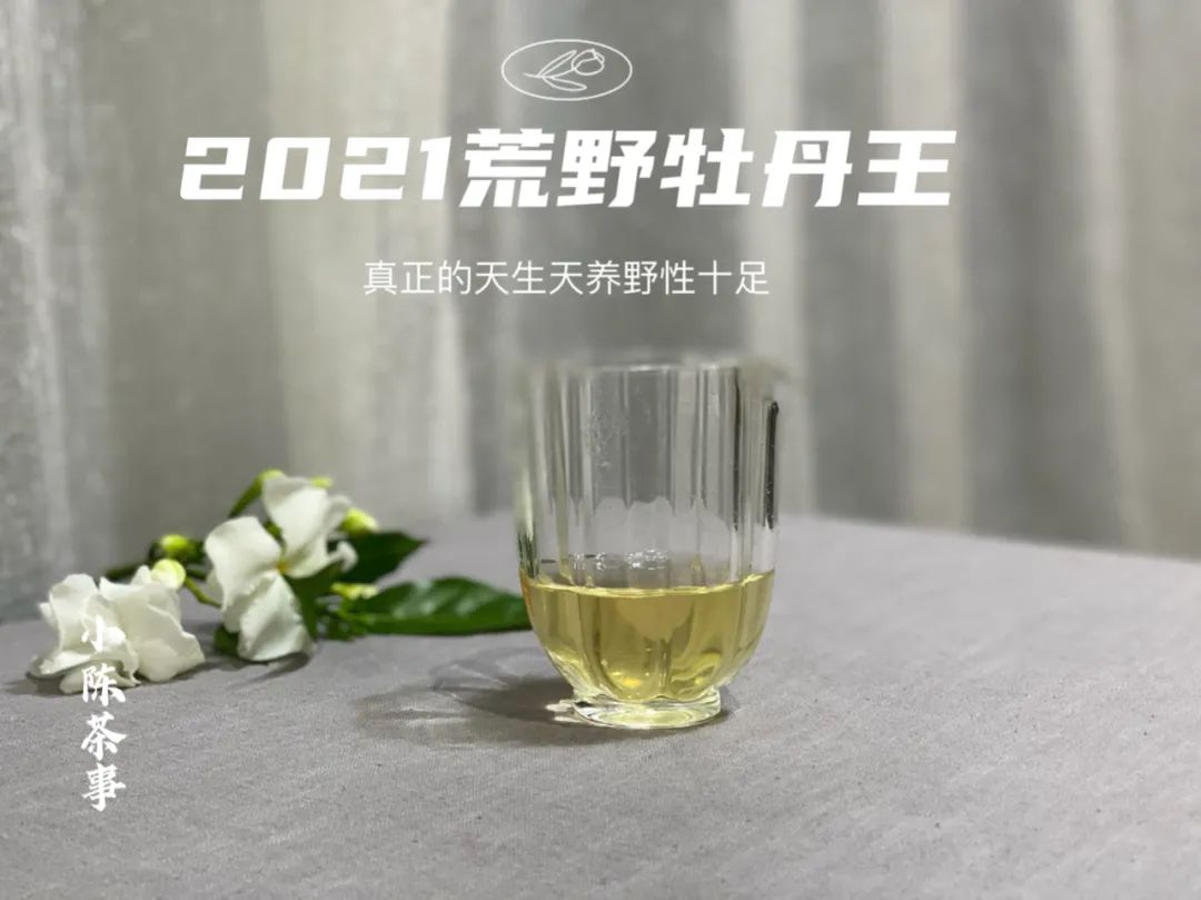 2021荒野牡丹王，花香太盛了，我竟然忽略了白牡丹的毫香与野劲