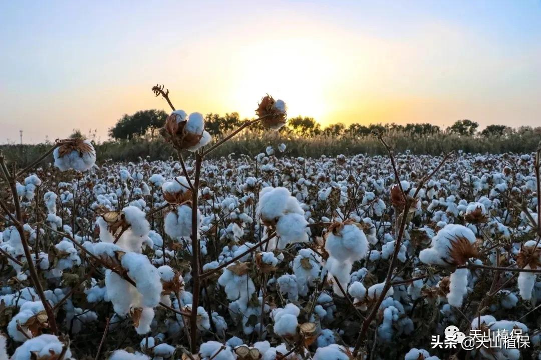 棉企敞开收购,棉价企稳,优质优价成为主流