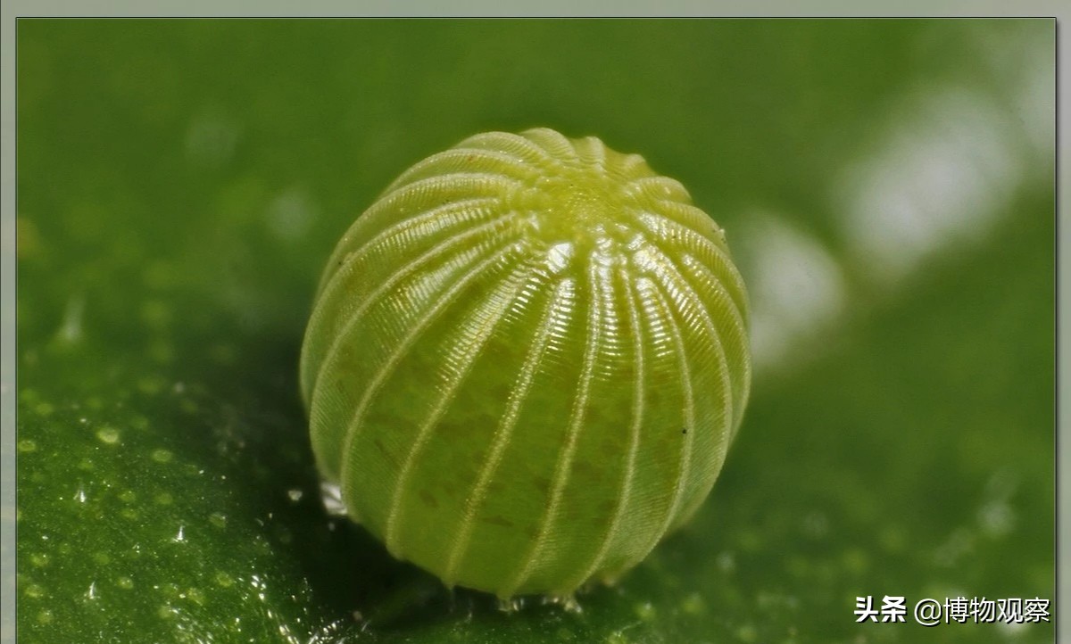 蝴蝶是胎生动物还是卵生动物(自然科学知识——蝴蝶的一生,从卵开始)