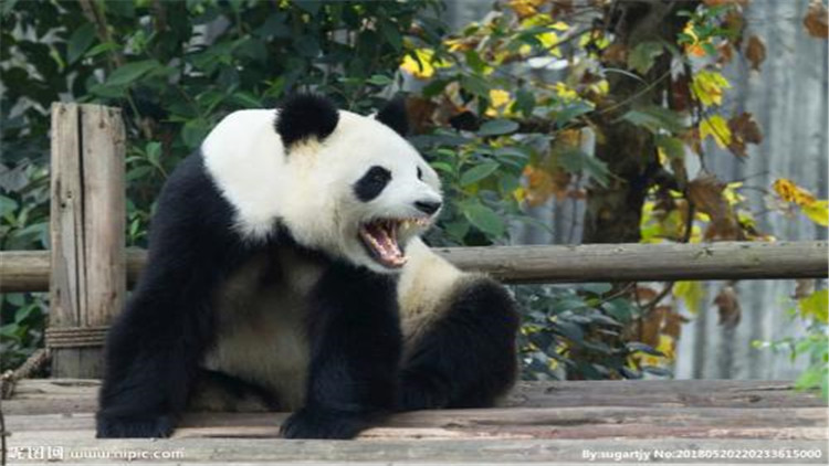 国宝大熊猫的生活习性你知道吗？
