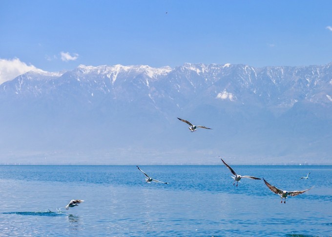 下关风吹上关花，洱海月印苍山雪——从洱海边醒来