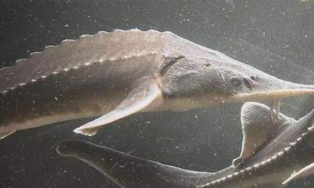 人造革是什么样子的（超全面珍稀皮革博览：33种罕见皮革材料图文集合）