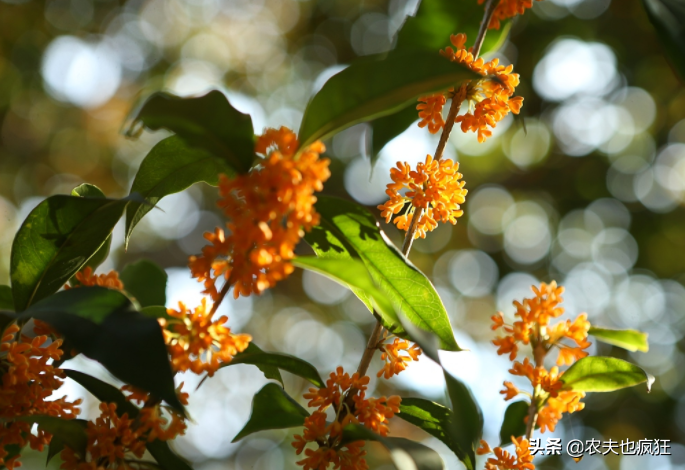 俗语“桂花树门前，贵人立门内”是啥意思？院子里种桂花树好吗？