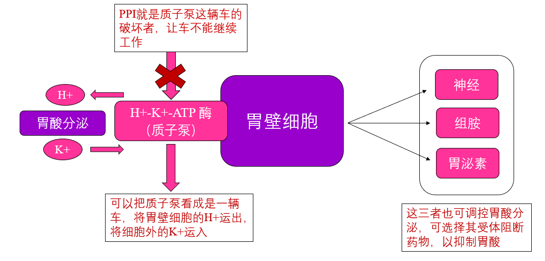 带您走近质子泵抑制剂(ppi)
