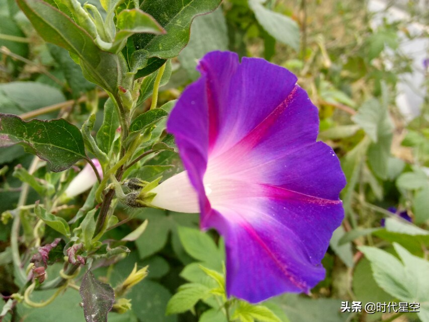 摄影图片:盛开的牵牛花