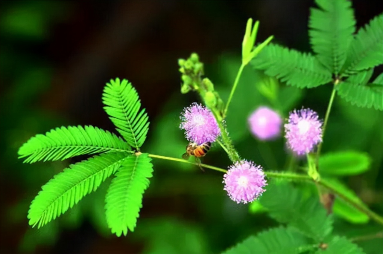 温室花卉大全（常见的温室花卉50种快来看看）