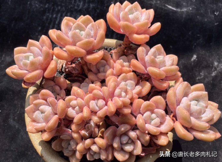 有一种新品多肉,名叫克洛伊,据说是洛神的杂交后代,别说还真像