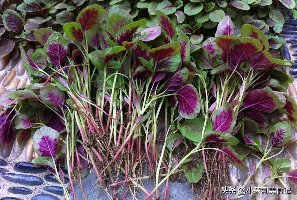 苋菜图片「苋菜的作用和功效」-皮皮自媒体