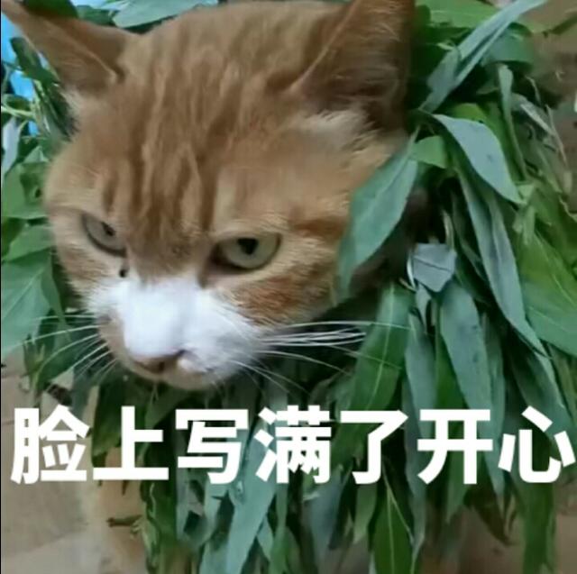 蒂姆嘟嘟tim猫品种(今天的猫猫也是元气满满呢)