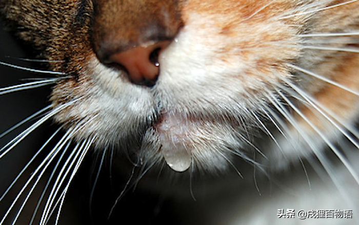 疯猫病的症状（怎样判断疯猫和正常猫）