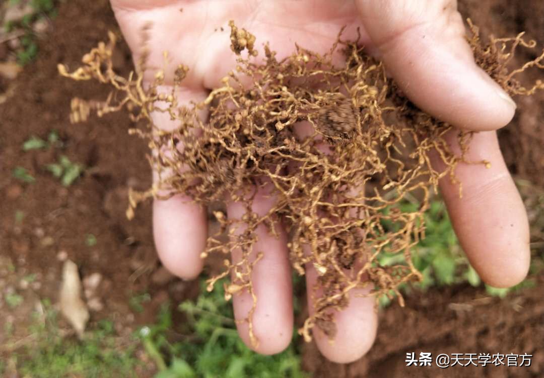 柑橘线虫主要通过苗木,砧木,带虫的土壤进行传播,对于新园子来说,主要