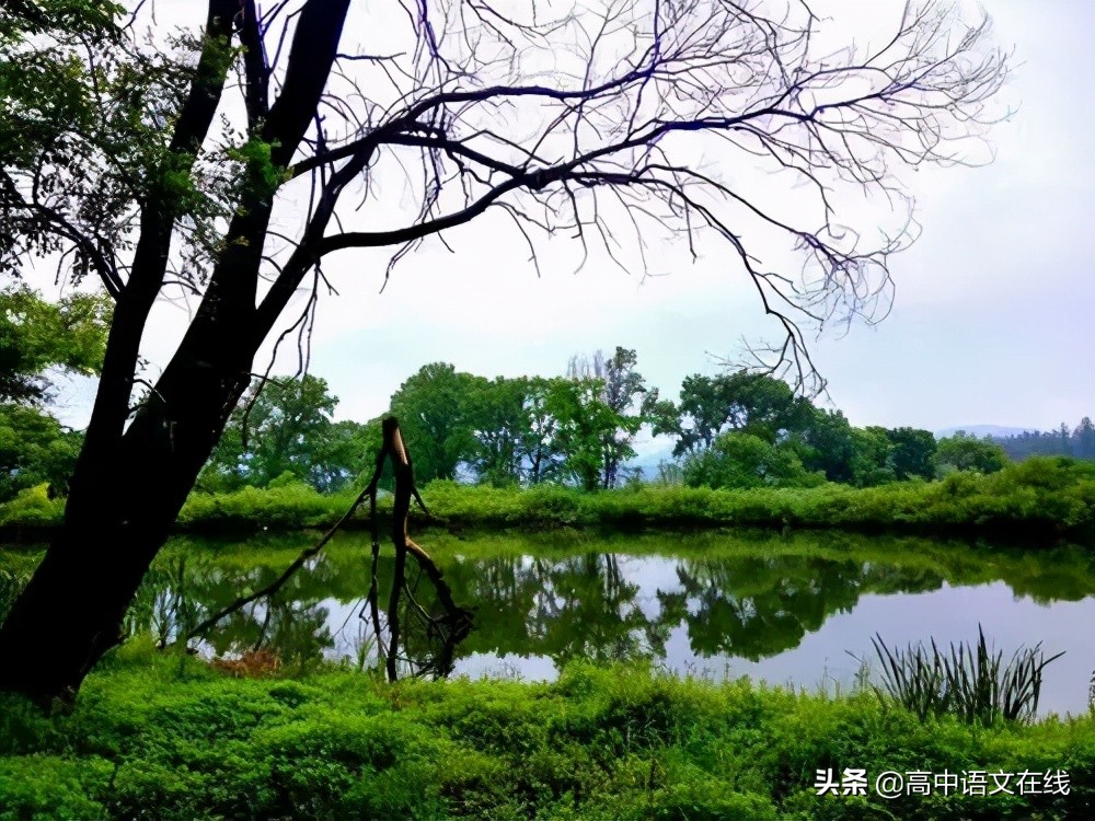 最美古诗词｜宋词中最美的夏：猎猎小池塘，荷花满院香