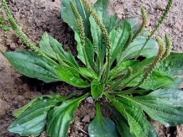 黑心菜,瑶家叫"禾杆菜",河南,湖北等地区叫荠菜,四川人叫"干油菜",是