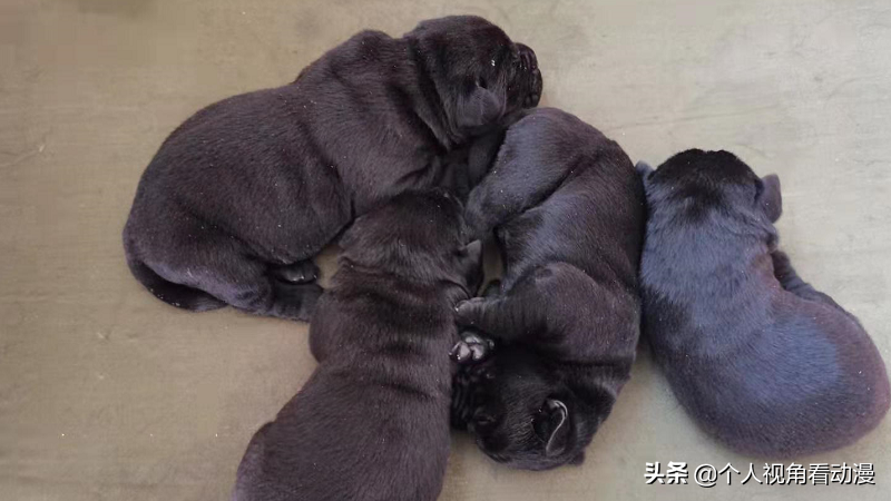 火影忍者 卡卡西八忍犬参上 这些狗狗的原型都是什么品种呢 天天看点
