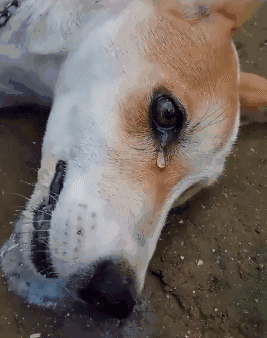 狗哭泣的5大原因)传达脆弱传达感动预感到即将发生不好的事情传达伤心