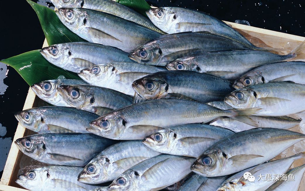 海釣竹莢魚 竹莢魚的生活習性 以及海釣時機是什麼 天天看點