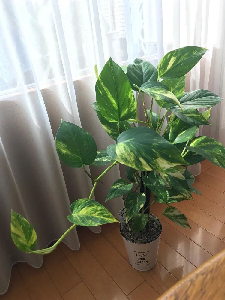 绿萝能不能晒太阳（为您解疑关于绿萝的几大误区）