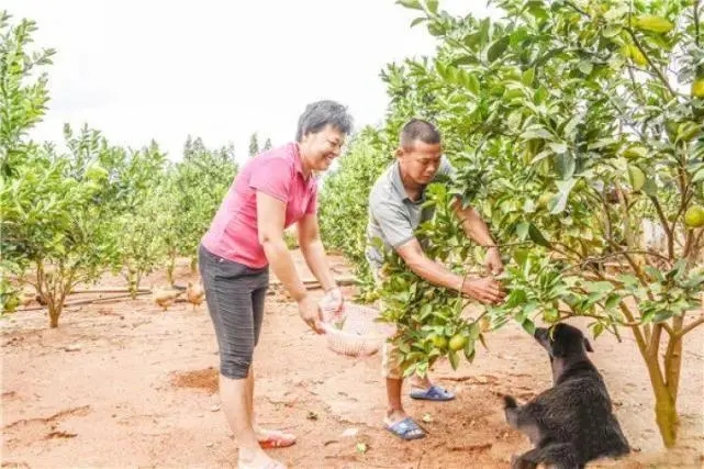 全红婵太有面！回广州市长亲自接见，两大因素或许会毁掉她的事业