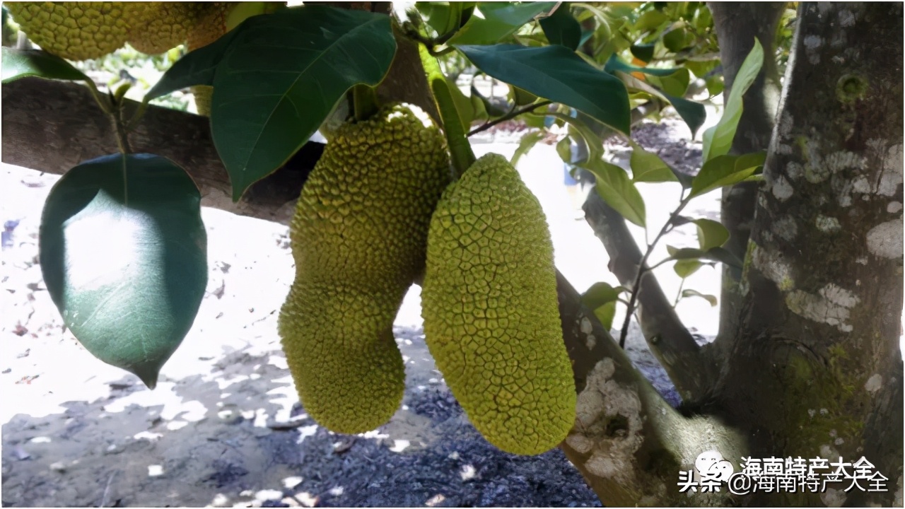 海南水果特產,海南水果特產有哪幾種