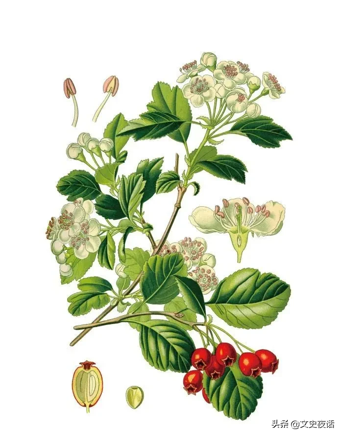 “笳”字读音及诗词中植物名解析