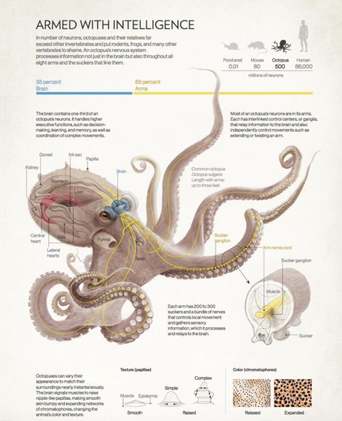 章鱼的解剖图图片