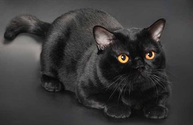 褴褛猫是一只能怪不常见的大型猫,这个品种在1994年才诞生,可以说是一