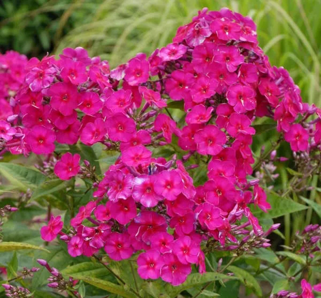 宿根福禄考花期什么时候（夏季里最佳的观花植物）